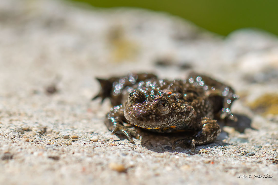 Yellow-bellied toad - Bombina variegata <figure class="photo"><a href="https://www.jungledragon.com/image/78204/yellow-bellied_toad_-_bombina_variegata.html" title="Yellow-bellied toad - Bombina variegata"><img src="https://s3.amazonaws.com/media.jungledragon.com/images/1332/78204_thumb.jpg?AWSAccessKeyId=05GMT0V3GWVNE7GGM1R2&Expires=1767225610&Signature=NrW%2FK9CBBlpz%2FUedBkJ6PfXf5rY%3D" width="200" height="134" alt="Yellow-bellied toad - Bombina variegata The interesting thing about this frog is that when she feels threatened, she turns on her back and twists her body up in the shape of a bow showing her bright yellow belly.  Here she is just calming down.<br />
https://www.jungledragon.com/image/78205/yellow-bellied_toad_-_bombina_variegata.html<br />
https://www.jungledragon.com/image/78203/yellow-bellied_toad_-_bombina_variegata_-_attempting_to_mate_with_marsh_frog_-_pelophylax_ridibundus.html Amphibia,Animal,Animalia,Anura,Bombina variegata,Bombinatoridae,Bulgaria,Chordata,Europe,Geotagged,Nature,Pirin mountain,Spring,Wildlife,Yellow-bellied toad" /></a></figure><br />
<figure class="photo"><a href="https://www.jungledragon.com/image/78203/yellow-bellied_toad_-_bombina_variegata_-_attempting_to_mate_with_marsh_frog_-_pelophylax_ridibundus.html" title="Yellow-bellied toad - Bombina variegata - attempting to mate with Marsh frog - Pelophylax ridibundus"><img src="https://s3.amazonaws.com/media.jungledragon.com/images/1332/78203_thumb.jpg?AWSAccessKeyId=05GMT0V3GWVNE7GGM1R2&Expires=1767225610&Signature=K4qREOfcDDlGw3ocpUa1NUYOpbo%3D" width="200" height="134" alt="Yellow-bellied toad - Bombina variegata - attempting to mate with Marsh frog - Pelophylax ridibundus Unusual, but not rare to withness such situations. The Yellow-bellied toad is protected according to Annex II of the Bern Convention.<br />
https://www.jungledragon.com/image/78205/yellow-bellied_toad_-_bombina_variegata.html<br />
https://www.jungledragon.com/image/78204/yellow-bellied_toad_-_bombina_variegata.html Amphibia,Animal,Animalia,Anura,Bombina variegata,Bombinatoridae,Bulgaria,Chordata,Europe,Geotagged,Nature,Pirin mountain,Spring,Wildlife,Yellow-bellied toad" /></a></figure> Amphibia,Animal,Animalia,Anura,Bombina variegata,Bombinatoridae,Bulgaria,Chordata,Europe,Geotagged,Nature,Pirin mountain,Spring,Wildlife,Yellow-bellied toad