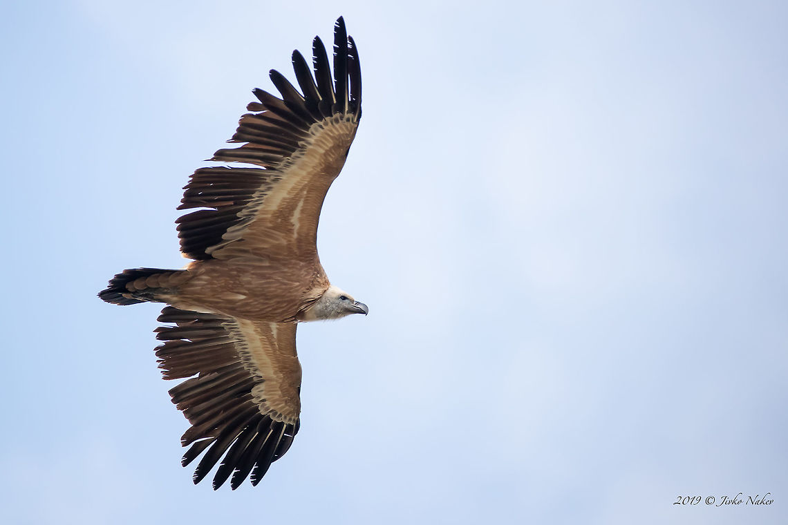 Gyps fulvus - Griffon vulture - Pirin mountains  Accipitridae,Accipitriformes,Animal,Animalia,Aves,Bird,Bird of prey,Bulgaria,Chordata,Europe,Geotagged,Griffon vulture,Gyps fulvus,Nature,Pirin mountain,Spring,Wildlife