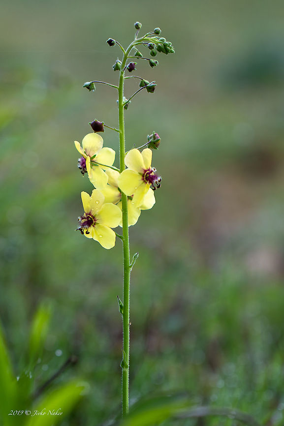 Moth mullein - Verbascum blattaria Spotted in the southern slope of Belasica mountain over Akritochori village, north of lake Kerkini. Central Macedonia,Europe,Geotagged,Greece,Lake Kerkini National Park,Moth mullein,Scrophulariaceae,Spring,Verbascum blattaria