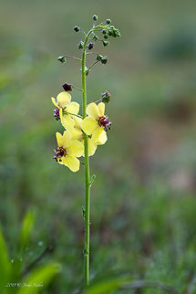 Moth mullein - Verbascum blattaria Spotted in the southern slope of Belasica mountain over Akritochori village, north of lake Kerkini. Central Macedonia,Europe,Geotagged,Greece,Lake Kerkini National Park,Moth mullein,Scrophulariaceae,Spring,Verbascum blattaria
