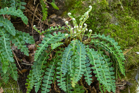 Rustyback fern - Asplenium ceterach  Asenovgrad,Aspleniaceae,Asplenium ceterach,Bulgaria,Ceterach officinarum,Europe,Geotagged,Nature,Plantae,Polypodiales,Polypodiophyta,Polypodiopsida,Rhodope mountains,Rustyback,Spring,Tracheophyta,Wildlife