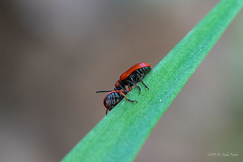 Lilioceris lilii - Scarlet lily beetle Spotted on Fritillaria pontica leaves. L.lilii is the one with black legs. The other beetle with reddish legs is L.faldermanni. Photo of this species follow. Animal,Animalia,Arthropoda,Asenovgrad,Bulgaria,Chrysomelidae,Coleoptera,Europe,Geotagged,Insect,Insecta,Leaf beetle,Lilioceris lilii,Lily leaf beetle,Nature,Red lily beetle,Rhodope mountains,Scarlet lily beetle,Spring,Wildlife