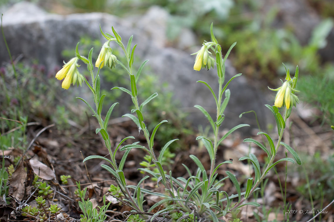 Golden drop - Onosma taurica Found in Rodhope mountains foothills in a rocky, dry area.<br />
<figure class="photo"><a href="https://www.jungledragon.com/image/78313/golden_drop_-_onosma_taurica.html" title="Golden drop - Onosma taurica"><img src="https://s3.amazonaws.com/media.jungledragon.com/images/1332/78313_thumb.jpg?AWSAccessKeyId=05GMT0V3GWVNE7GGM1R2&Expires=1769040010&Signature=pB%2FuJjIqFUA2HKfG7HfK%2BVUovWk%3D" width="200" height="134" alt="Golden drop - Onosma taurica Found in Rodhope mountains foothills in a rocky, dry area.<br />
https://www.jungledragon.com/image/78312/golden_drop_-_onosma_taurica.html Asenovgrad,Boraginaceae,Boraginales,Bulgaria,Eudicot,Europe,Flowering Plant,Geotagged,Golden drop,Golden-flowered onosma,Magnoliophyta,Nature,Onosma taurica,Plantae,Rhodope mountains,Spring,Wildlife,Yellow-flowered onsoma" /></a></figure> Asenovgrad,Boraginaceae,Boraginales,Bulgaria,Eudicot,Europe,Flowering Plant,Geotagged,Golden drop,Golden-flowered onosma,Magnoliophyta,Nature,Onosma taurica,Plantae,Rhodope mountains,Spring,Wildlife,Yellow-flowered onsoma