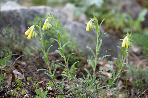 Golden drop - Onosma taurica Found in Rodhope mountains foothills in a rocky, dry area.
https://www.jungledragon.com/image/78313/golden_drop_-_onosma_taurica.html Asenovgrad,Boraginaceae,Boraginales,Bulgaria,Eudicot,Europe,Flowering Plant,Geotagged,Golden drop,Golden-flowered onosma,Magnoliophyta,Nature,Onosma taurica,Plantae,Rhodope mountains,Spring,Wildlife,Yellow-flowered onsoma