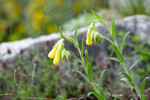 Golden drop - Onosma taurica Found in Rodhope mountains foothills in a rocky, dry area.
https://www.jungledragon.com/image/78312/golden_drop_-_onosma_taurica.html Asenovgrad,Boraginaceae,Boraginales,Bulgaria,Eudicot,Europe,Flowering Plant,Geotagged,Golden drop,Golden-flowered onosma,Magnoliophyta,Nature,Onosma taurica,Plantae,Rhodope mountains,Spring,Wildlife,Yellow-flowered onsoma