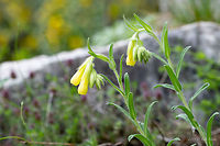 Golden drop - Onosma taurica Found in Rodhope mountains foothills in a rocky, dry area.<br />
https://www.jungledragon.com/image/78312/golden_drop_-_onosma_taurica.html Asenovgrad,Boraginaceae,Boraginales,Bulgaria,Eudicot,Europe,Flowering Plant,Geotagged,Golden drop,Golden-flowered onosma,Magnoliophyta,Nature,Onosma taurica,Plantae,Rhodope mountains,Spring,Wildlife,Yellow-flowered onsoma
