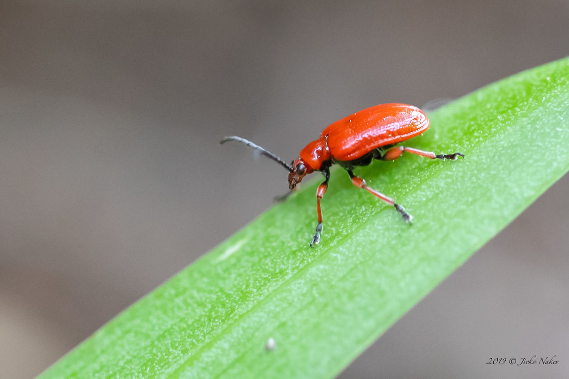 Lilioceris faldermanni Behind this photo is a pretty interesting story. A few days ago, I took a photo of a pair of Scarlett Lilly Beetles on a leave of Fritillaria pontica, but when I published it in the Facebook &ldquo;Insect group&rdquo;, my friends noticed that one of the beetles has reddish legs and that it is another species, probably Lilioceris faldermanni (L.lilii has black legs and black had). <br />
<figure class="photo"><a href="https://www.jungledragon.com/image/78310/lilioceris_lilii_-_scarlet_lily_beetle.html" title="Lilioceris lilii - Scarlet lily beetle"><img src="https://s3.amazonaws.com/media.jungledragon.com/images/1332/78310_thumb.jpg?AWSAccessKeyId=05GMT0V3GWVNE7GGM1R2&Expires=1759968010&Signature=nqisedkNJYForx%2BaQeQYSueOkRY%3D" width="200" height="134" alt="Lilioceris lilii - Scarlet lily beetle Spotted on Fritillaria pontica leaves. L.lilii is the one with black legs. The other beetle with reddish legs is L.faldermanni. Photo of this species follow. Animal,Animalia,Arthropoda,Asenovgrad,Bulgaria,Chrysomelidae,Coleoptera,Europe,Geotagged,Insect,Insecta,Leaf beetle,Lilioceris lilii,Lily leaf beetle,Nature,Red lily beetle,Rhodope mountains,Scarlet lily beetle,Spring,Wildlife" /></a></figure><br />
The question is that this species was endemic to Caucasus, but recently has been recorded in Turkey and Greece and just nowadays in South Bulgaria. Notably it turned out that this was only the 4rth record of it in Bulgaria and never in that place. Furthermore, the specialists told me, that it has never been reported to feed on leaves of Fritillaria sp. Unfortunately, I did not have another photo of it&hellip; <br />
Therefore, at my friends&#039; request, yesterday I jumped into the car, driving 180 km to the place, found the flowers and the beetle, took a few pictures and took a sample to give to entomologists for a survey.<br />
Very cute nice creature, about 6-7 mm long.<br />
 Animal,Animalia,Arthropoda,Bulgaria,Chrysomelidae,Coleoptera,Geotagged,Insect,Insecta,Leaf beetle,Lilioceris faldermanni,Nature,Spring,Wildlife