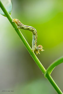 Mottled umber moth caterpillar - Erannis defoliaria  Animal,Animalia,Arthropoda,Asenovgrad,Bulgaria,Caterpillar,Erannis defoliaria,Europe,Geometer moth,Geometridae,Geotagged,Insect,Insecta,Larva,Lepidoptera,Mottled Umber,Mottled umber,Nature,Rhodope mountains,Spring