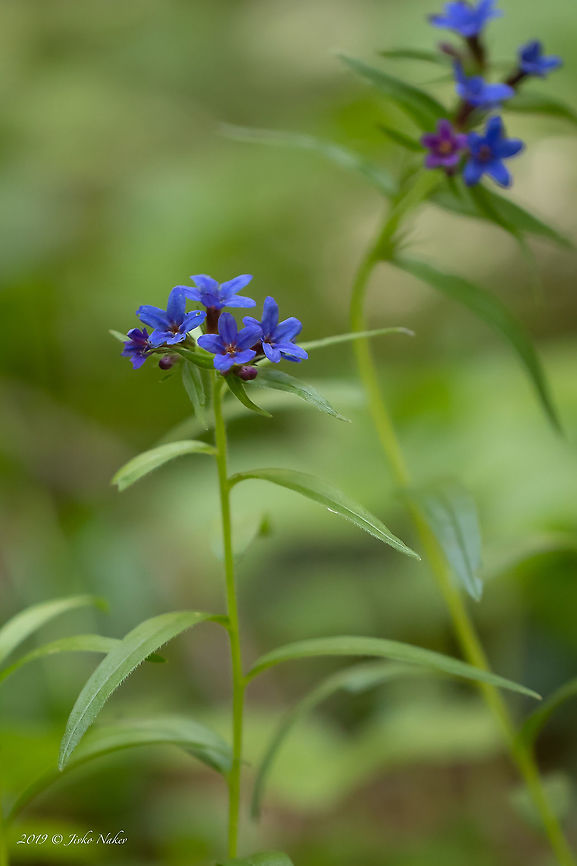 Purple gromwell - Aegonychon purpurocaeruleum  Aegonychon purpurocaeruleum,Asenovgrad,Boraginaceae,Boraginales,Buglossoides purpurocaerulea,Bulgaria,Eudicot,Europe,Flowering Plant,Geotagged,Lithospermum purpurocaeruleum,Magnoliophyta,Nature,Plantae,Purple gromwell,Rhodope mountains,Spring,Wildlife