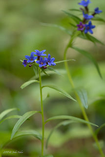 Purple gromwell - Aegonychon purpurocaeruleum  Aegonychon purpurocaeruleum,Asenovgrad,Boraginaceae,Boraginales,Buglossoides purpurocaerulea,Bulgaria,Eudicot,Europe,Flowering Plant,Geotagged,Lithospermum purpurocaeruleum,Magnoliophyta,Nature,Plantae,Purple gromwell,Rhodope mountains,Spring,Wildlife