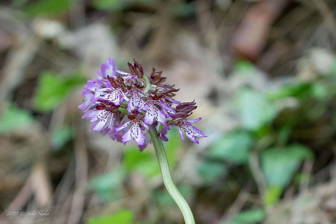 Lady orchid - Orchis purpurea <figure class="photo"><a href="https://www.jungledragon.com/image/78320/lady_orchid_-_orchis_purpurea.html" title="Lady orchid - Orchis purpurea"><img src="https://s3.amazonaws.com/media.jungledragon.com/images/1332/78320_thumb.jpg?AWSAccessKeyId=05GMT0V3GWVNE7GGM1R2&Expires=1759968010&Signature=fFyN2KAdWCE8BHSheCxSmv%2BAm1M%3D" width="102" height="152" alt="Lady orchid - Orchis purpurea https://www.jungledragon.com/image/78319/lady_orchid_-_orchis_purpurea.html Bulgaria,Geotagged,Orchis purpurea,Spring" /></a></figure> Bulgaria,Geotagged,Orchis purpurea,Spring