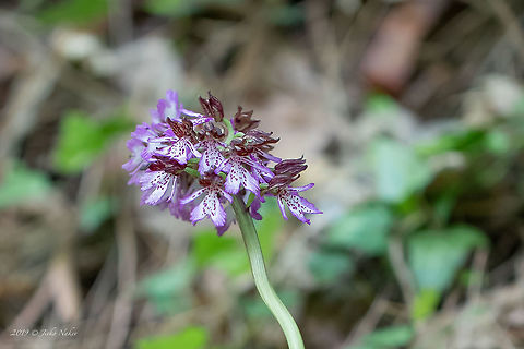 Lady orchid - Orchis purpurea https://www.jungledragon.com/image/78320/lady_orchid_-_orchis_purpurea.html Bulgaria,Geotagged,Orchis purpurea,Spring