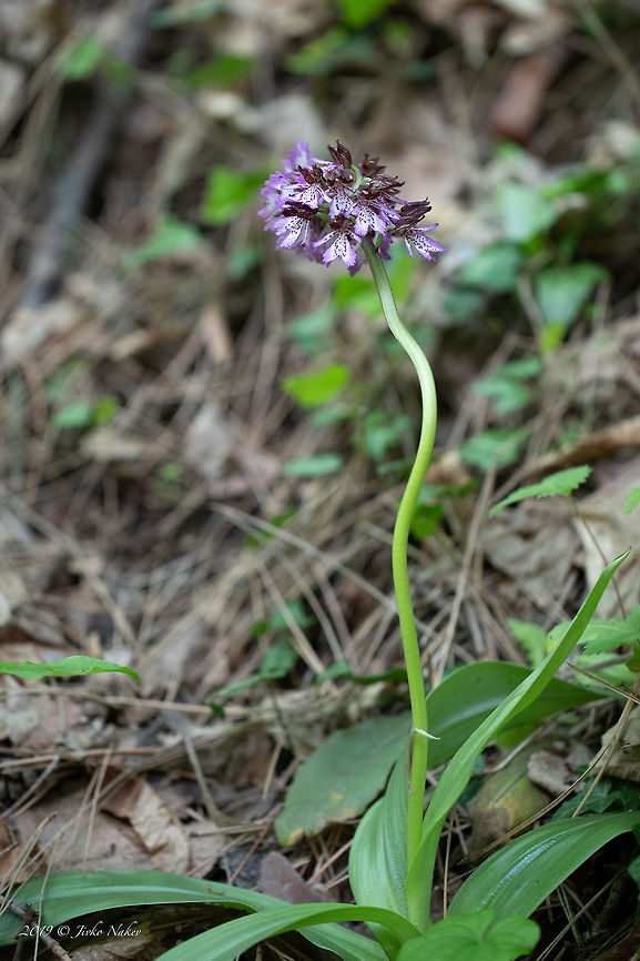 Lady orchid - Orchis purpurea <figure class="photo"><a href="https://www.jungledragon.com/image/78319/lady_orchid_-_orchis_purpurea.html" title="Lady orchid - Orchis purpurea"><img src="https://s3.amazonaws.com/media.jungledragon.com/images/1332/78319_thumb.jpg?AWSAccessKeyId=05GMT0V3GWVNE7GGM1R2&Expires=1767225610&Signature=pP9%2FB%2B6L%2BpdgmGmhKq7GnGkDHD4%3D" width="200" height="134" alt="Lady orchid - Orchis purpurea https://www.jungledragon.com/image/78320/lady_orchid_-_orchis_purpurea.html Bulgaria,Geotagged,Orchis purpurea,Spring" /></a></figure> Bulgaria,Geotagged,Orchis purpurea,Spring
