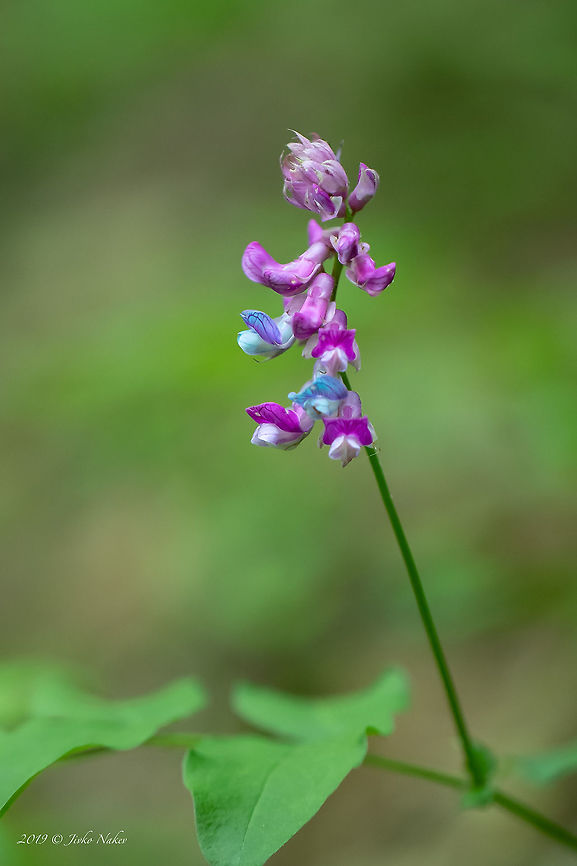 Spring witchling - Lathyrus vernus  Asenovgrad,Bulgaria,Eudicot,Europe,Fabaceae,Fabales,Flowering Plant,Geotagged,Lathyrus vernus,Magnoliophyta,Nature,Orobus vernus,Plantae,Rhodope mountains,Spring,Spring witchling,Wildlife