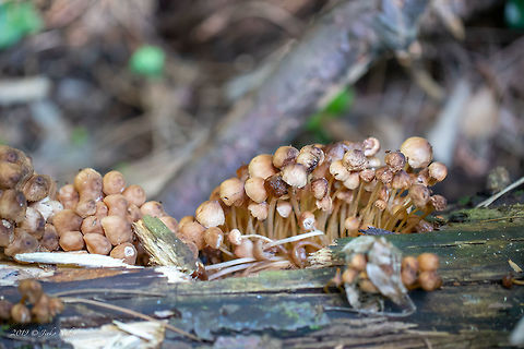 Mycena renati