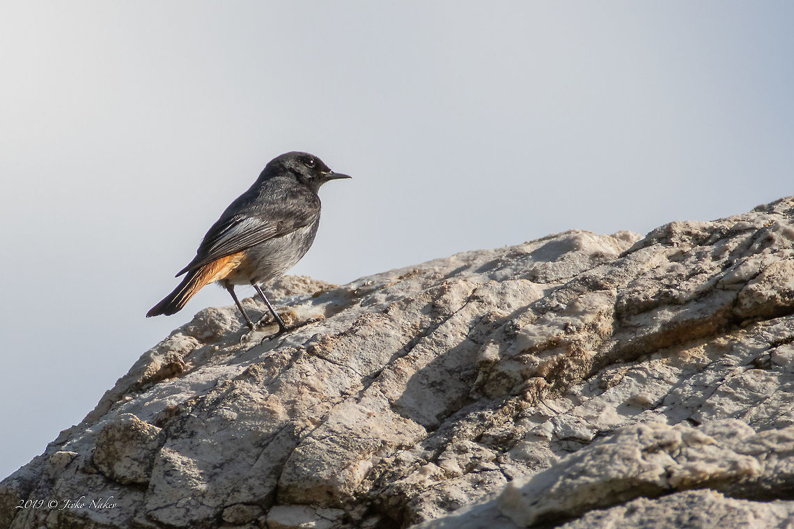 Black redstart - Phoenicurus ochruros  Animal,Animalia,Asenovgrad,Aves,Bird,Black Redstart,Black redstart,Bulgaria,Chordata,Europe,Geotagged,Muscicapidae,Nature,Passeriformes,Passerine,Phoenicurus ochruros,Rhodope mountains,Spring,Wildlife