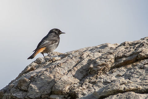 Black redstart - Phoenicurus ochruros  Animal,Animalia,Asenovgrad,Aves,Bird,Black Redstart,Black redstart,Bulgaria,Chordata,Europe,Geotagged,Muscicapidae,Nature,Passeriformes,Passerine,Phoenicurus ochruros,Rhodope mountains,Spring,Wildlife