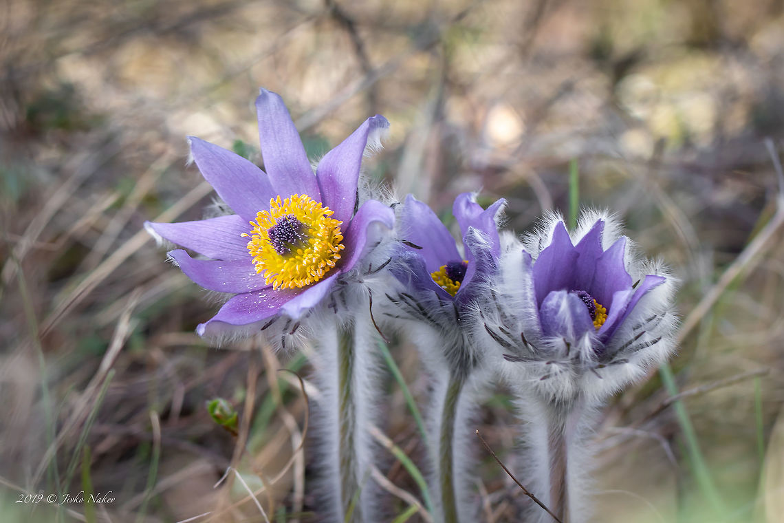 Pasque flower - Pulsatilla montana  Bulgaria,Eudicot,Europe,Flowering Plant,Geotagged,Golo Bardo mountain,Magnoliophyta,Meadow anemone,Nature,Ostritsa Nature reserve,Pasque flower,Pernik,Plantae,Pulsatilla montana,Ranunculaceae,Ranunculales,Spring,Wildlife