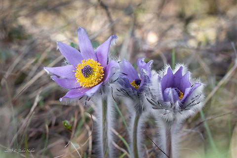 Pasque flower - Pulsatilla montana  Bulgaria,Eudicot,Europe,Flowering Plant,Geotagged,Golo Bardo mountain,Magnoliophyta,Meadow anemone,Nature,Ostritsa Nature reserve,Pasque flower,Pernik,Plantae,Pulsatilla montana,Ranunculaceae,Ranunculales,Spring,Wildlife