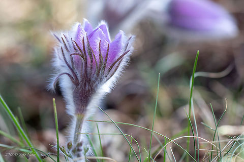 Pasque flower - Pulsatilla montana  Bulgaria,Eudicot,Europe,Flowering Plant,Geotagged,Golo Bardo mountain,Magnoliophyta,Meadow anemone,Nature,Ostritsa Nature reserve,Pasque flower,Pernik,Plantae,Pulsatilla montana,Ranunculaceae,Ranunculales,Spring,Wildlife