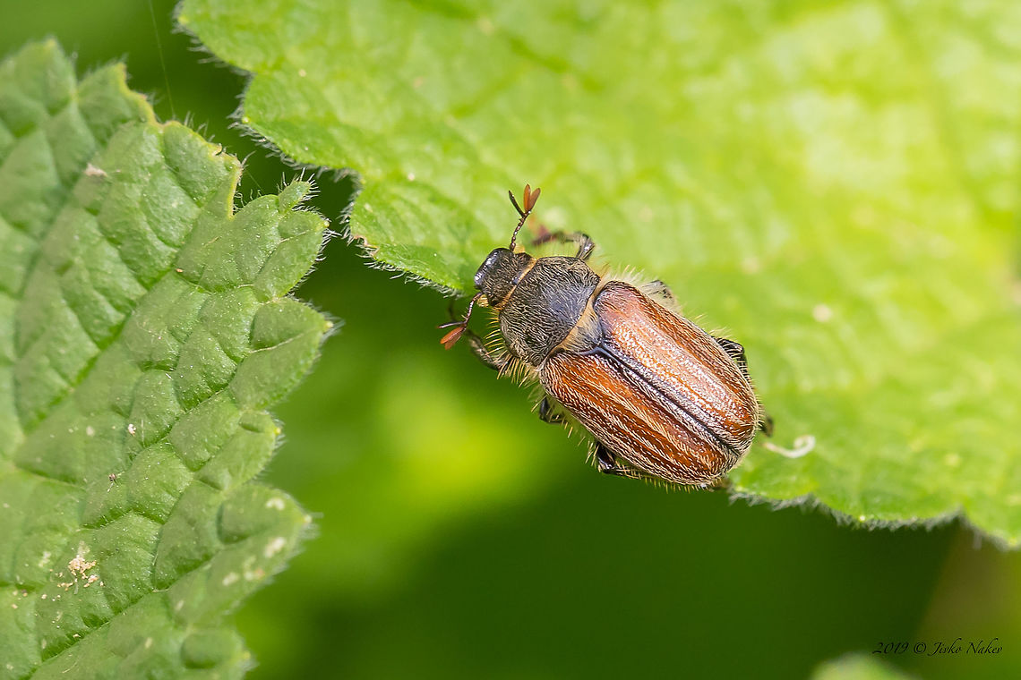 Blitopertha lineolata A scarab beetle in Rutelidae family. This is a rare form with single-colored elytra. The more widespread form has two longitudinal darker or brighter black stripes on each elytrum.<br />
<figure class="photo"><a href="https://www.jungledragon.com/image/78369/blitopertha_lineolata.html" title="Blitopertha lineolata"><img src="https://s3.amazonaws.com/media.jungledragon.com/images/1332/78369_thumb.jpg?AWSAccessKeyId=05GMT0V3GWVNE7GGM1R2&Expires=1767225610&Signature=Xnh0Xa9UnYwlPaGj23FKSB8i3u8%3D" width="200" height="134" alt="Blitopertha lineolata A scarab beetle in Rutelidae family. This is a rare form with single-colored elytra. The more widespread form has two longitudinal darker or brighter black stripes on each elytrum.<br />
https://www.jungledragon.com/image/78368/blitopertha_lineolata.html Animal,Animalia,Arthropoda,Asenovgrad,Blitopertha lineolata,Bulgaria,Coleoptera,Europe,Geotagged,Insect,Insecta,Nature,Rhodope mountains,Rutelidae,Scarabeoidea,Spring,Wildlife" /></a></figure> Animal,Animalia,Arthropoda,Asenovgrad,Blitopertha lineolata,Bulgaria,Coleoptera,Europe,Geotagged,Insect,Insecta,Nature,Rhodope mountains,Rutelidae,Scarabeoidea,Spring,Wildlife