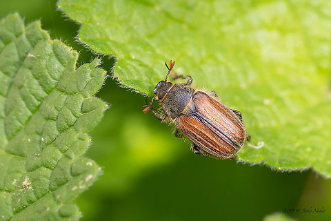 Blitopertha lineolata A scarab beetle in Rutelidae family. This is a rare form with single-colored elytra. The more widespread form has two longitudinal darker or brighter black stripes on each elytrum.
https://www.jungledragon.com/image/78369/blitopertha_lineolata.html Animal,Animalia,Arthropoda,Asenovgrad,Blitopertha lineolata,Bulgaria,Coleoptera,Europe,Geotagged,Insect,Insecta,Nature,Rhodope mountains,Rutelidae,Scarabeoidea,Spring,Wildlife