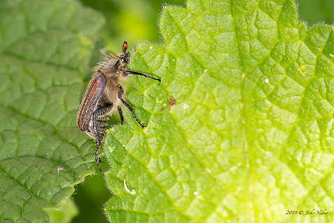 Blitopertha lineolata A scarab beetle in Rutelidae family. This is a rare form with single-colored elytra. The more widespread form has two longitudinal darker or brighter black stripes on each elytrum.
https://www.jungledragon.com/image/78368/blitopertha_lineolata.html Animal,Animalia,Arthropoda,Asenovgrad,Blitopertha lineolata,Bulgaria,Coleoptera,Europe,Geotagged,Insect,Insecta,Nature,Rhodope mountains,Rutelidae,Scarabeoidea,Spring,Wildlife