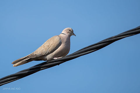 Eurasian collared dove - Streptopelia decaocto  Animal,Animalia,Aves,Bird,Bulgaria,Chordata,Columbidae,Columbiformes,Eurasian collared dove,Europe,Geotagged,Nature,Spring,Streptopelia decaocto,Wildlife