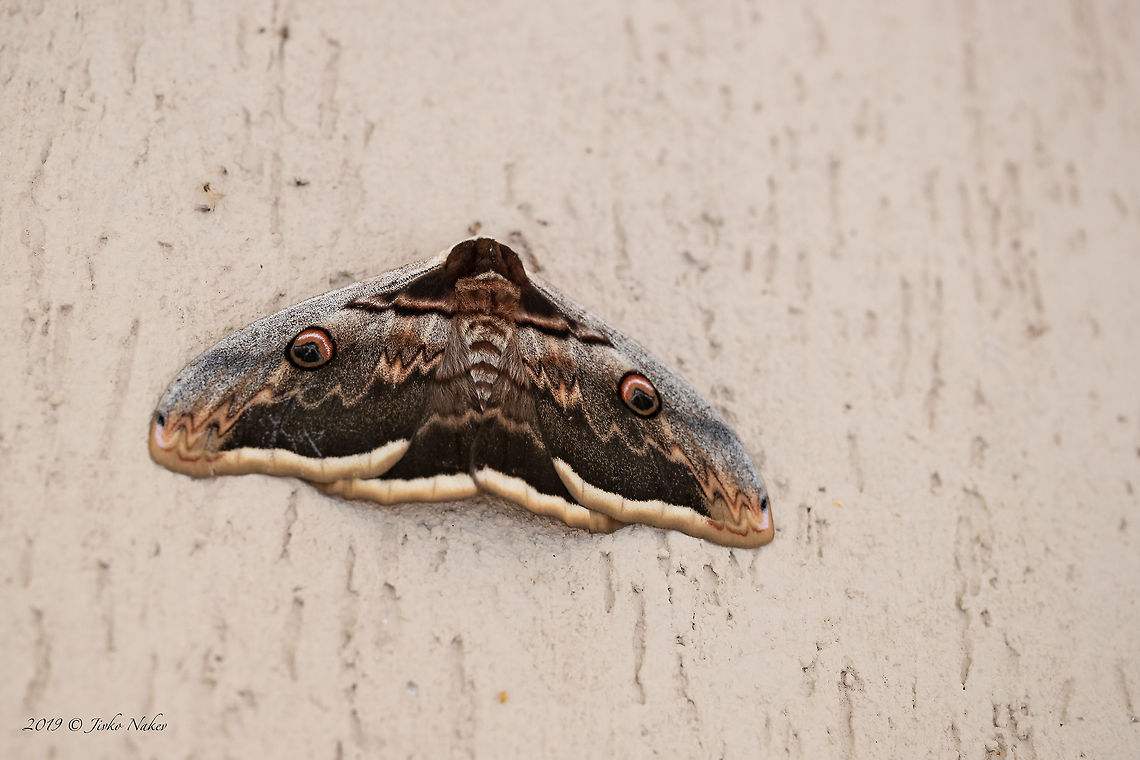 Giant peacock moth - Saturnia pyri  Animal,Animalia,Arthropoda,Bombycoidea,Bulgaria,Geotagged,Giant Peacock Moth,Giant peacock moth,Insect,Insecta,Lepidoptera,Nature,Saturnia pyri,Saturniidae,Spring,Wildlife