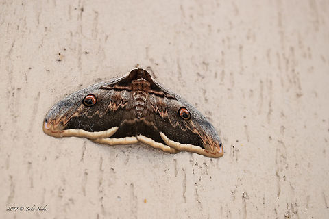 Giant peacock moth - Saturnia pyri  Animal,Animalia,Arthropoda,Bombycoidea,Bulgaria,Geotagged,Giant Peacock Moth,Giant peacock moth,Insect,Insecta,Lepidoptera,Nature,Saturnia pyri,Saturniidae,Spring,Wildlife