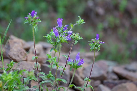 Tongue-shaped bellflower - Campanula lingulata https://www.jungledragon.com/image/78595/bristly_bellflower_-_campanula_cervicaria.html Asterales,Bulgaria,Campanula lingulata,Campanulaceae,Eudicot,Europe,Flowering Plant,Geotagged,Magnoliophyta,Nature,Plantae,Rhodope mountains,Spring,Tongue-shaped bellflower,Wildlife
