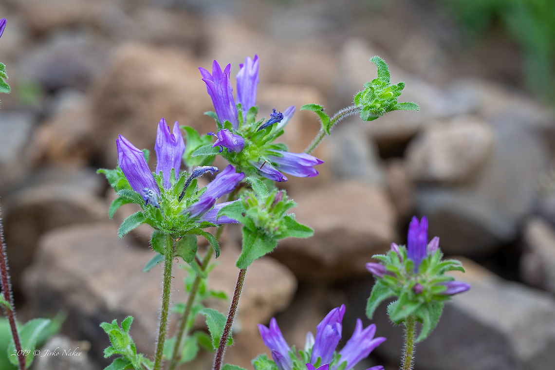 Tongue-shaped bellflower - Campanula lingulata <figure class="photo"><a href="https://www.jungledragon.com/image/78594/tongue-shaped_bellflower_-_campanula_lingulata.html" title="Tongue-shaped bellflower - Campanula lingulata"><img src="https://s3.amazonaws.com/media.jungledragon.com/images/1332/78594_thumb.jpg?AWSAccessKeyId=05GMT0V3GWVNE7GGM1R2&Expires=1769040010&Signature=AbO2aCeq%2BLzzpFgspJnZC1Bl9hM%3D" width="200" height="134" alt="Tongue-shaped bellflower - Campanula lingulata https://www.jungledragon.com/image/78595/bristly_bellflower_-_campanula_cervicaria.html Asterales,Bulgaria,Campanula lingulata,Campanulaceae,Eudicot,Europe,Flowering Plant,Geotagged,Magnoliophyta,Nature,Plantae,Rhodope mountains,Spring,Tongue-shaped bellflower,Wildlife" /></a></figure> Asterales,Bulgaria,Campanula lingulata,Campanulaceae,Eudicot,Europe,Flowering Plant,Geotagged,Magnoliophyta,Nature,Plantae,Rhodope mountains,Spring,Tongue-shaped bellflower,Wildlife