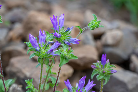 Tongue-shaped bellflower - Campanula lingulata https://www.jungledragon.com/image/78594/bristly_bellflower_-_campanula_cervicaria.html Asterales,Bulgaria,Campanula lingulata,Campanulaceae,Eudicot,Europe,Flowering Plant,Geotagged,Magnoliophyta,Nature,Plantae,Rhodope mountains,Spring,Tongue-shaped bellflower,Wildlife