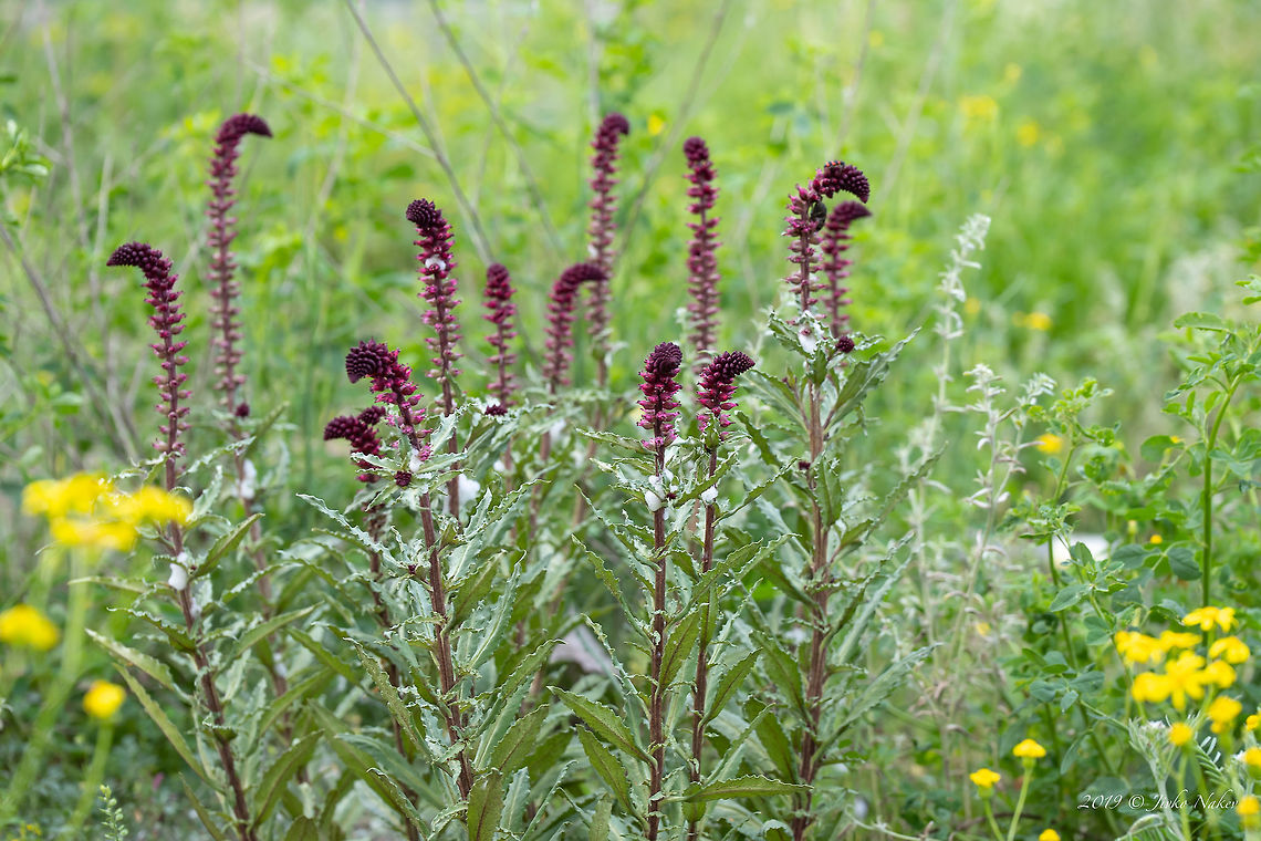 Purple loosestrife - Lysimachia atropurpurea 'Beaujolais'  Bulgaria,Ericales,Eudicot,Europe,Flowering Plant,Geotagged,Lysimachia atropurpurea,Magnoliophyta,Nature,Plantae,Primulaceae,Purple loosestrife,Rhodope mountains,Spring,Wildlife