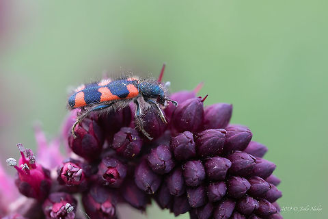 Trichodes favarius Very similar to T.punctatus and T.apiarius, but still according to some Bulgaian enthomolgists the best match is T.favarius. Spotted on Purple loosestrife - Lysimachia atropurpurea.
https://www.jungledragon.com/image/78632/trichodes_favarius.html Animal,Animalia,Arthropoda,Bulgaria,Checkered beetle,Cleridae,Coleoptera,Europe,Geotagged,Insect,Insecta,Lysimachia atropurpurea,Nature,Rhodope mountains,Spring,Trichodes,Trichodes favarius,Wildlife