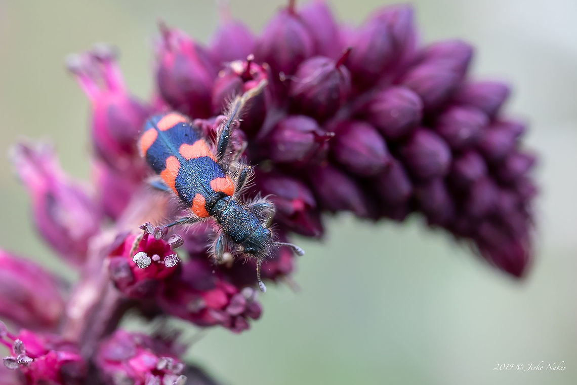 Trichodes favarius Very similar to T.punctatus and T.apiarius, but still according to some Bulgaian enthomolgists the best match is T.favarius. Spotted on Purple loosestrife - Lysimachia atropurpurea.<br />
<figure class="photo"><a href="https://www.jungledragon.com/image/78631/trichodes_favarius.html" title="Trichodes favarius"><img src="https://s3.amazonaws.com/media.jungledragon.com/images/1332/78631_thumb.jpg?AWSAccessKeyId=05GMT0V3GWVNE7GGM1R2&Expires=1759968010&Signature=Tqdxm5rshcDvEzaymKdIRYWyBFw%3D" width="200" height="134" alt="Trichodes favarius Very similar to T.punctatus and T.apiarius, but still according to some Bulgaian enthomolgists the best match is T.favarius. Spotted on Purple loosestrife - Lysimachia atropurpurea.<br />
https://www.jungledragon.com/image/78632/trichodes_favarius.html Animal,Animalia,Arthropoda,Bulgaria,Checkered beetle,Cleridae,Coleoptera,Europe,Geotagged,Insect,Insecta,Lysimachia atropurpurea,Nature,Rhodope mountains,Spring,Trichodes,Trichodes favarius,Wildlife" /></a></figure> Animal,Animalia,Arthropoda,Bulgaria,Checkered beetle,Cleridae,Coleoptera,Europe,Geotagged,Insect,Insecta,Nature,Rhodope mountains,Spring,Trichodes,Trichodes favarius,Wildlife