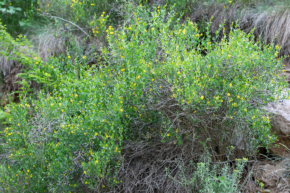 Wild jasmin - Chrysojasminum fruticans  Bulgaria,Chrysojasminum fruticans,Eudicot,Europe,Flowering Plant,Geotagged,Jasminum fruticans,Lamiales,Magnoliophyta,Nature,Oleaceae,Plantae,Rhodope mountains,Spring,Wild jasmin,Wildlife