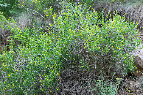 Wild jasmin - Chrysojasminum fruticans  Bulgaria,Chrysojasminum fruticans,Eudicot,Europe,Flowering Plant,Geotagged,Jasminum fruticans,Lamiales,Magnoliophyta,Nature,Oleaceae,Plantae,Rhodope mountains,Spring,Wild jasmin,Wildlife
