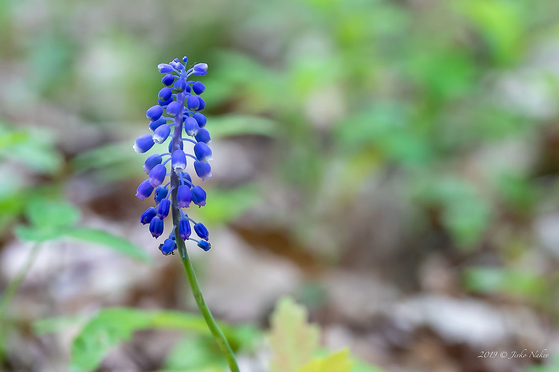 Grape hyacinth - Muscari neglectum  Asparagaceae,Asparagales,Bulgaria,Europe,Flowering Plant,Geotagged,Grape hyacinth,Magnoliophyta,Monocot,Muscari neglectum,Nature,Plantae,Rhodope mountains,Spring,Starch grape hyacinth,Wildlife