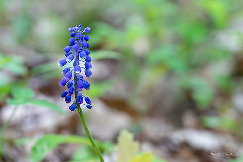 Grape hyacinth - Muscari neglectum  Asparagaceae,Asparagales,Bulgaria,Europe,Flowering Plant,Geotagged,Grape hyacinth,Magnoliophyta,Monocot,Muscari neglectum,Nature,Plantae,Rhodope mountains,Spring,Starch grape hyacinth,Wildlife
