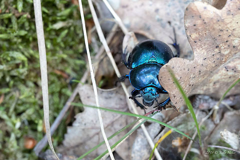 Spring dor beetle - Trypocopris vernalis  Animal,Animalia,Arthropoda,Bulgaria,Coleoptera,Europe,Geotagged,Geotrupidae,Insect,Insecta,Nature,Rhodope mountains,Scarabeoidea,Spring,Spring dor beetle,Trypocopris vernalis,Wildlife