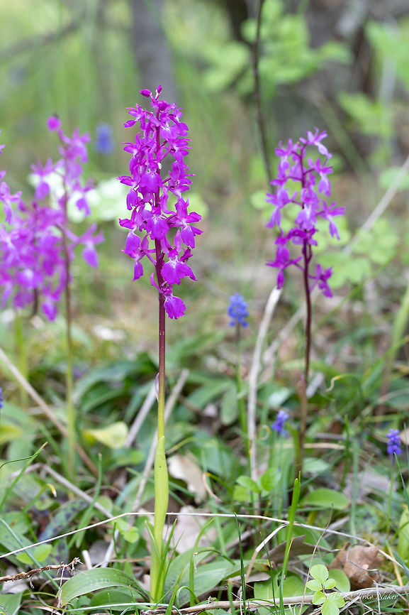 Eastern early-purple orchid - Orchis ovalis <figure class="photo"><a href="https://www.jungledragon.com/image/78649/eastern_early-purple_orchid_-_orchis_ovalis.html" title="Eastern early-purple orchid - Orchis ovalis"><img src="https://s3.amazonaws.com/media.jungledragon.com/images/1332/78649_thumb.jpg?AWSAccessKeyId=05GMT0V3GWVNE7GGM1R2&Expires=1759968010&Signature=eE8Me4YCV9arHudyUAXbrvTqHFY%3D" width="200" height="134" alt="Eastern early-purple orchid - Orchis ovalis https://www.jungledragon.com/image/78648/eastern_early-purple_orchid_-_orchis_mascula_orchis_ovalis.html Asparagales,Bulgaria,Eastern early-purple orchid,Flowering Plant,Geotagged,Magnoliophyta,Monocot,Nature,Orchidaceae,Orchis ovalis,Plantae,Spring,Wildlife" /></a></figure> Asparagales,Bulgaria,Eastern early-purple orchid,Flowering Plant,Geotagged,Magnoliophyta,Monocot,Nature,Orchidaceae,Orchis ovalis,Plantae,Spring,Wildlife
