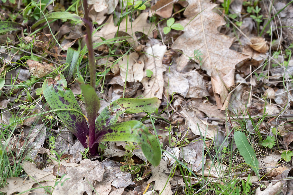 Eastern early-purple orchid - Orchis ovalis <figure class="photo"><a href="https://www.jungledragon.com/image/78648/eastern_early-purple_orchid_-_orchis_ovalis.html" title="Eastern early-purple orchid - Orchis ovalis"><img src="https://s3.amazonaws.com/media.jungledragon.com/images/1332/78648_thumb.jpg?AWSAccessKeyId=05GMT0V3GWVNE7GGM1R2&Expires=1769040010&Signature=kn4jQEp0M%2FEK9ufWOPeQw%2BG%2FCak%3D" width="102" height="152" alt="Eastern early-purple orchid - Orchis ovalis https://www.jungledragon.com/image/78649/eastern_early-purple_orchid_-_orchis_mascula_orchis_ovalis.html Asparagales,Bulgaria,Eastern early-purple orchid,Flowering Plant,Geotagged,Magnoliophyta,Monocot,Nature,Orchidaceae,Orchis ovalis,Plantae,Spring,Wildlife" /></a></figure> Asparagales,Bulgaria,Eastern early-purple orchid,Flowering Plant,Geotagged,Magnoliophyta,Monocot,Nature,Orchidaceae,Orchis ovalis,Plantae,Spring,Wildlife