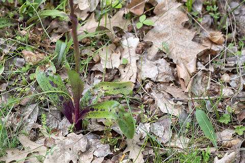 Eastern early-purple orchid