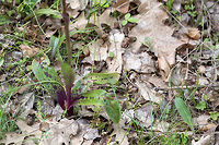 Eastern early-purple orchid - Orchis ovalis https://www.jungledragon.com/image/78648/eastern_early-purple_orchid_-_orchis_mascula_orchis_ovalis.html Asparagales,Bulgaria,Eastern early-purple orchid,Flowering Plant,Geotagged,Magnoliophyta,Monocot,Nature,Orchidaceae,Orchis ovalis,Plantae,Spring,Wildlife
