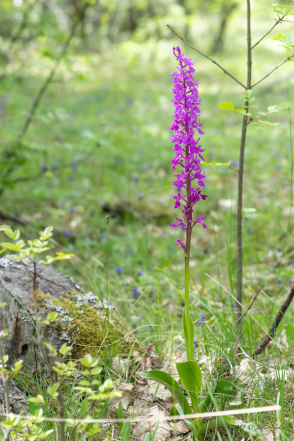 Pine forest orchid - Orchis pinetorum <figure class="photo"><a href="https://www.jungledragon.com/image/78665/pine_forest_orchid_-_orchis_pinetorum.html" title="Pine forest orchid - Orchis pinetorum"><img src="https://s3.amazonaws.com/media.jungledragon.com/images/1332/78665_thumb.jpg?AWSAccessKeyId=05GMT0V3GWVNE7GGM1R2&Expires=1759968010&Signature=Znj8ekjMkVsZWRw%2BblzJ4tduEEw%3D" width="200" height="134" alt="Pine forest orchid - Orchis pinetorum https://www.jungledragon.com/image/78664/pine_forest_orchid_-_orchis_pinetorum.html Asparagales,Bulgaria,Europe,Flowering Plant,Geotagged,Magnoliophyta,Monocot,Nature,Orchidaceae,Orchis pinetorum,Pine forest orchid,Plantae,Rhodope mountains,Spring,Wildlife" /></a></figure> Asparagales,Bulgaria,Europe,Flowering Plant,Geotagged,Magnoliophyta,Monocot,Nature,Orchidaceae,Orchis pinetorum,Pine forest orchid,Plantae,Rhodope mountains,Spring,Wildlife