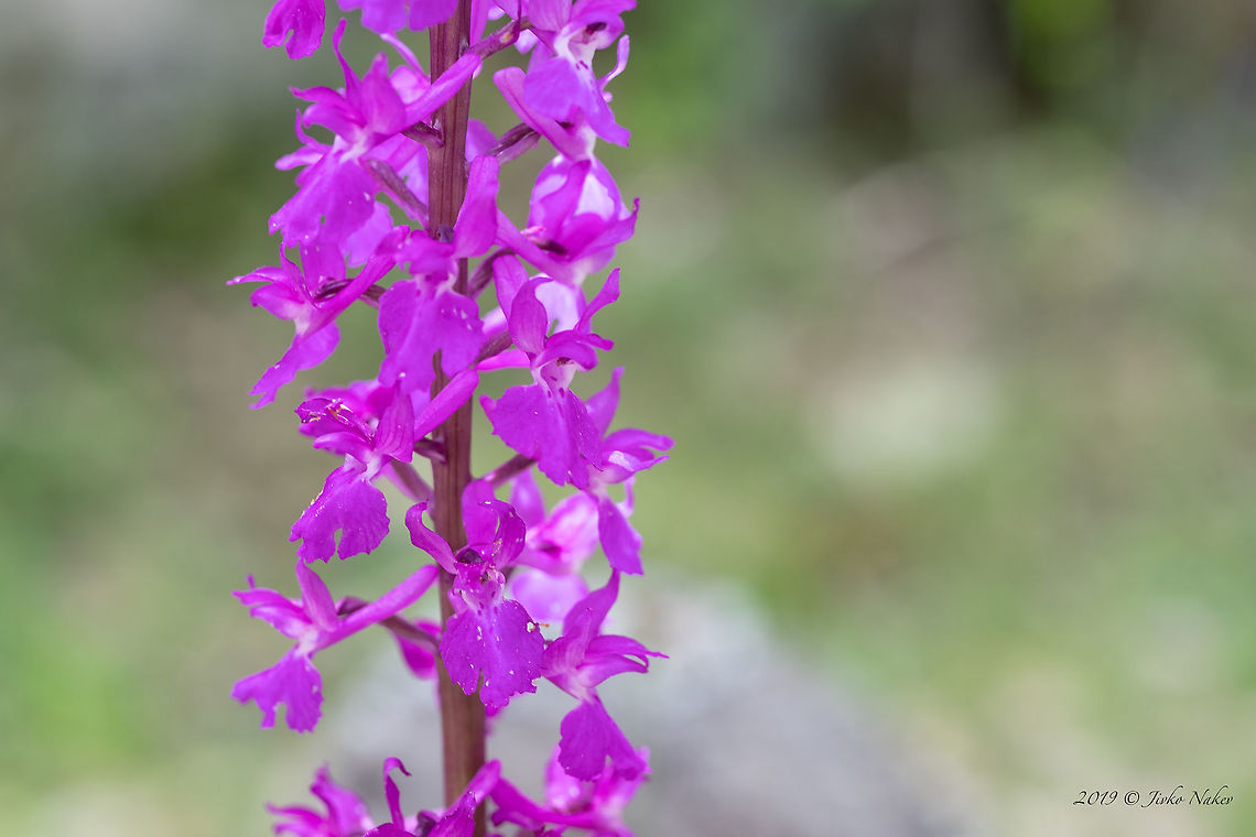 Pine forest orchid - Orchis pinetorum <figure class="photo"><a href="https://www.jungledragon.com/image/78664/pine_forest_orchid_-_orchis_pinetorum.html" title="Pine forest orchid - Orchis pinetorum"><img src="https://s3.amazonaws.com/media.jungledragon.com/images/1332/78664_thumb.jpg?AWSAccessKeyId=05GMT0V3GWVNE7GGM1R2&Expires=1759968010&Signature=dxvJRV1hSnPSd56s3CR65xr8CA8%3D" width="102" height="152" alt="Pine forest orchid - Orchis pinetorum https://www.jungledragon.com/image/78665/pine_forest_orchid_-_orchis_pinetorum.html Asparagales,Bulgaria,Europe,Flowering Plant,Geotagged,Magnoliophyta,Monocot,Nature,Orchidaceae,Orchis pinetorum,Pine forest orchid,Plantae,Rhodope mountains,Spring,Wildlife" /></a></figure> Asparagales,Bulgaria,Europe,Flowering Plant,Geotagged,Magnoliophyta,Monocot,Nature,Orchidaceae,Orchis pinetorum,Pine forest orchid,Plantae,Rhodope mountains,Spring,Wildlife