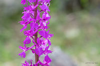 Pine forest orchid - Orchis pinetorum https://www.jungledragon.com/image/78664/pine_forest_orchid_-_orchis_pinetorum.html Asparagales,Bulgaria,Europe,Flowering Plant,Geotagged,Magnoliophyta,Monocot,Nature,Orchidaceae,Orchis pinetorum,Pine forest orchid,Plantae,Rhodope mountains,Spring,Wildlife