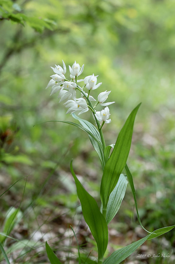 Sword-leaved Helleborine - Cephalanthera longifolia  Asparagales,Bulgaria,Cephalanthera longifolia,Europe,Flowering Plant,Geotagged,Magnoliophyta,Monocot,Nature,Orchidaceae,Plantae,Rhodope mountains,Spring,Sword-leaved Helleborine,Wildlife