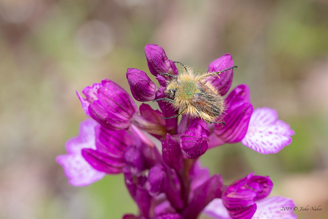 Bumble bee scarab beetle - Pygopleurus humeralis  Animal,Animalia,Arthropoda,Bulgaria,Bumble bee scarab beetle,Coleoptera,Europe,Geotagged,Glaphyridae,Insect,Insecta,Nature,Pygopleurus humeralis,Rhodope mountains,Scarabeoidea,Spring,Wildlife
